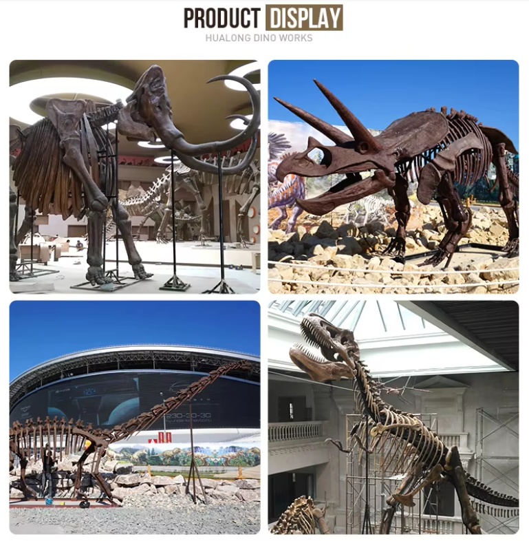 产品展示-恐龙骨架